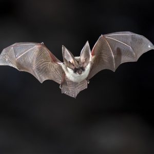 Bat caught in Oklahoma City by wildlife x team oklahoma city