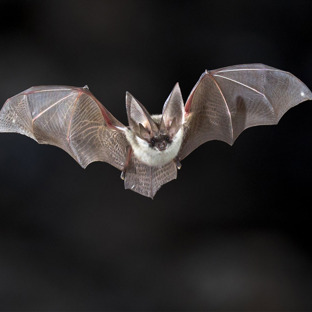 Bat caught in Oklahoma City by wildlife x team oklahoma city