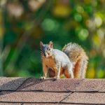 Squirrel caught by Wildlife X Team oklahoma city.