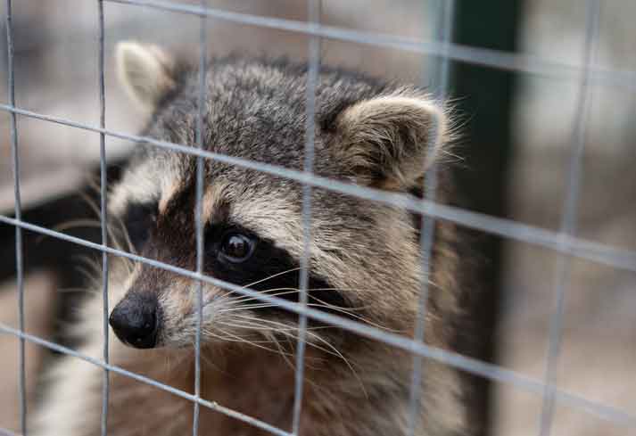 Raccoon caught by wildlife x team Oklahoma city and humanely relocated