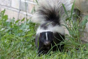 Skunk removed by Wildlife X team oklahoma City