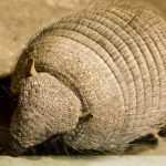 Armadillo caught in Oklahoma City by Wildlife X Team Oklahoma City