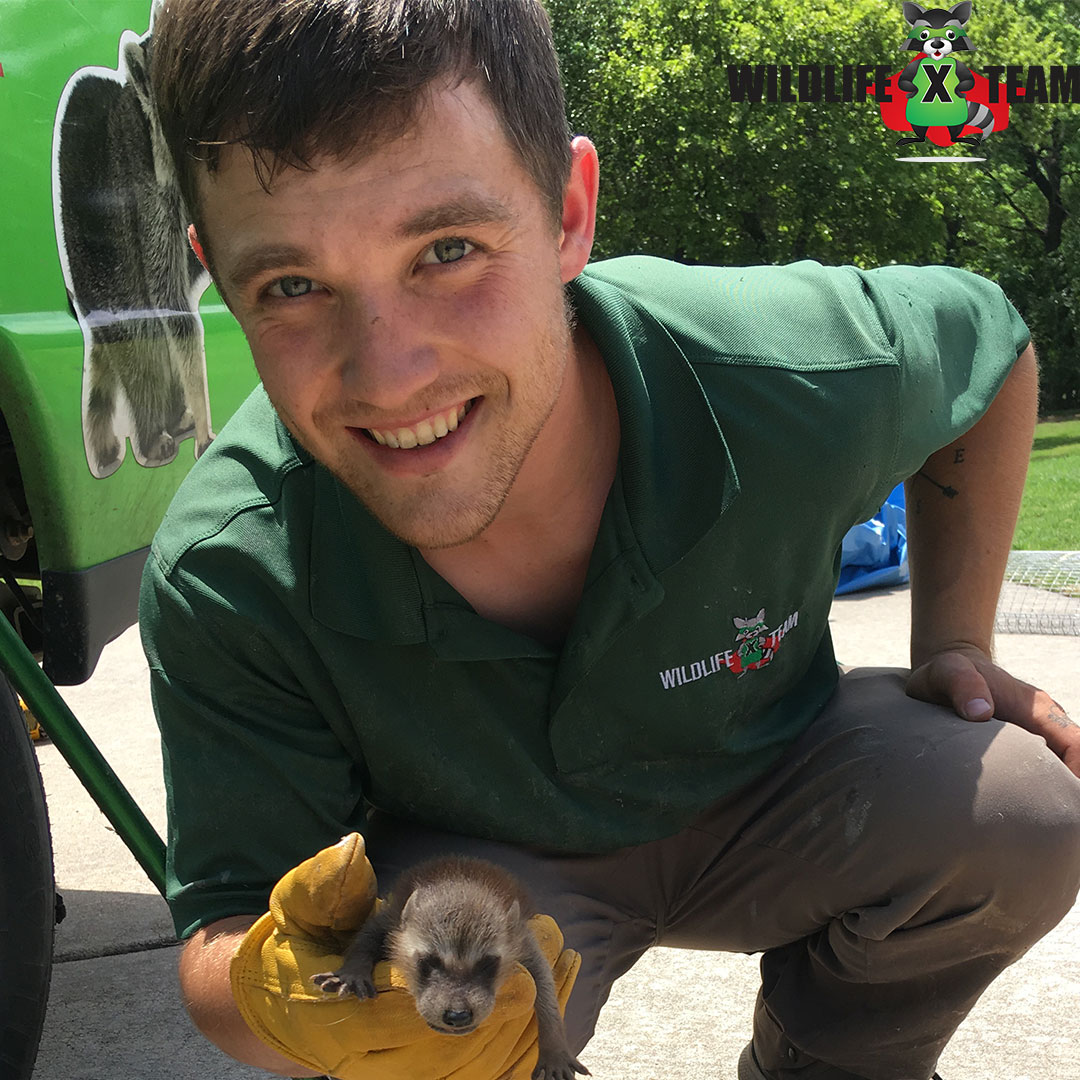 Trusted Wildlife X Team Tulsa technician providing skunk removal in Broken Arrow Oklahoma