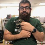 Racoon with wildlife X team tulsa