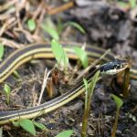 snake removed by wildlife x team oklahoma city