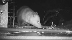 Opossum caught by Wildlife X team Oklahoma City