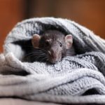 Rodent caught by Wildlife x team tulsa.