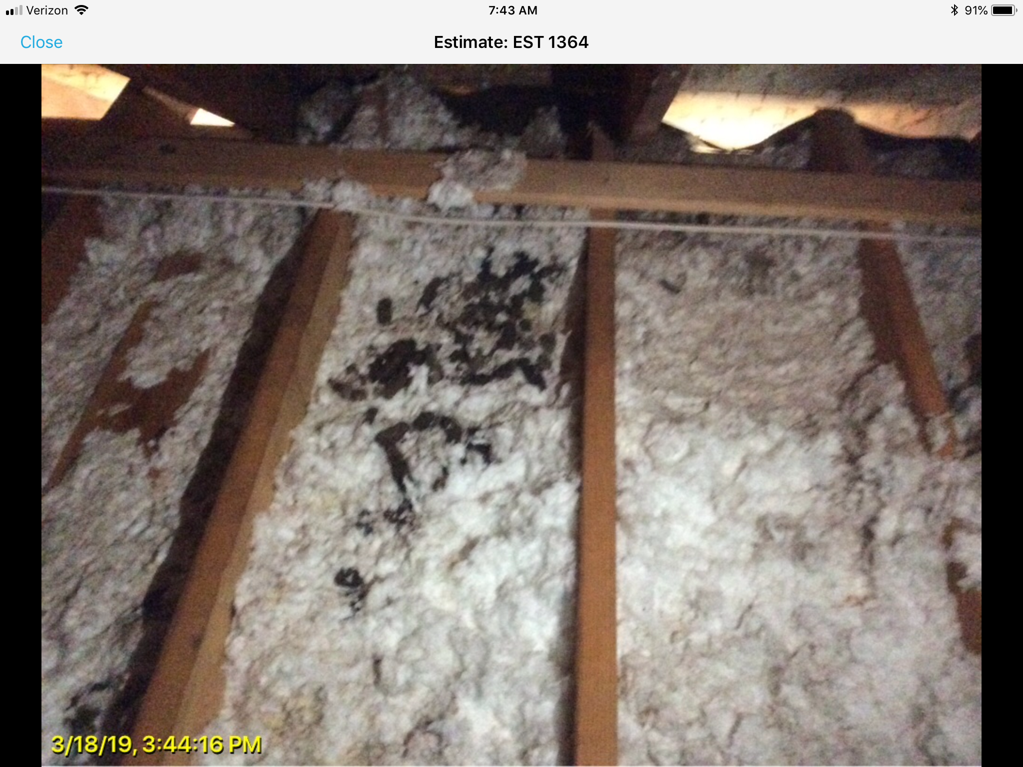 Waste accumulation when animals live inside homes in Tulsa